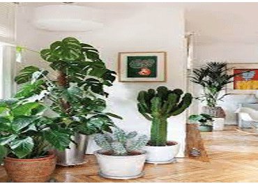 گیاهان آپارتمانی چه فوایدی برای ما دارند؟ 