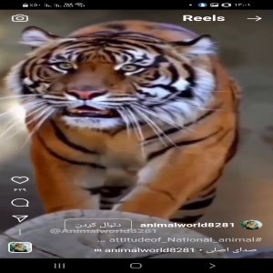نت پلاس قزوین